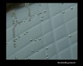 bordetella